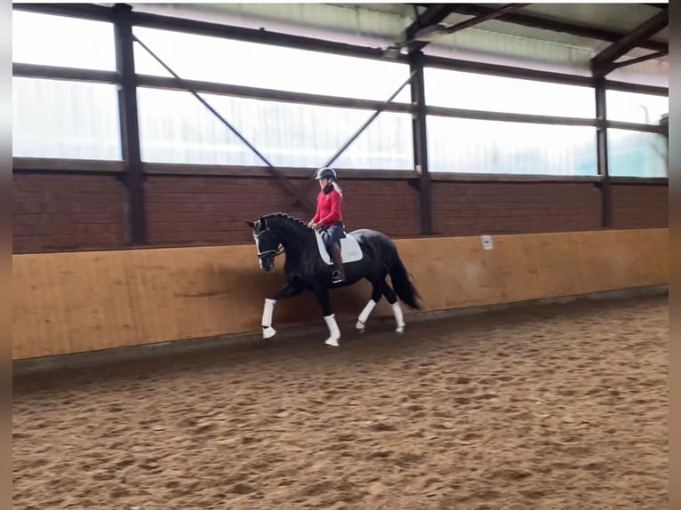 Hannover Giumenta 5 Anni 170 cm in Selsingen