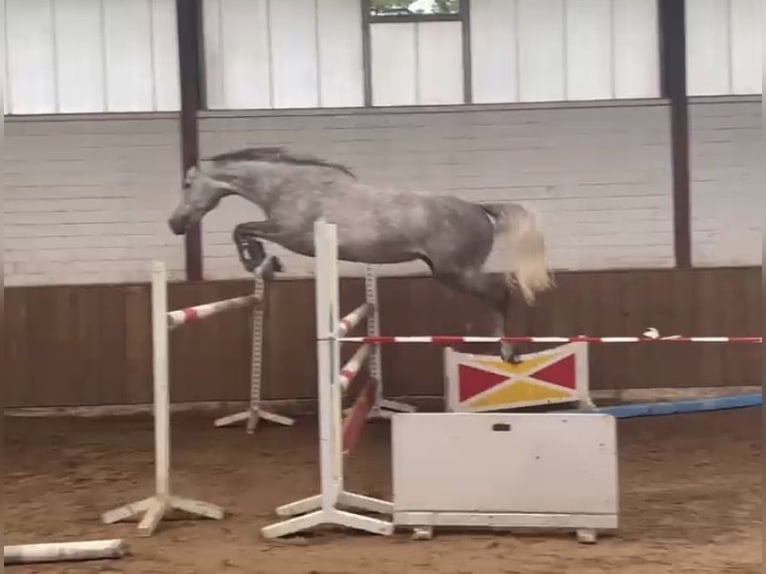 Hannover Giumenta 5 Anni 170 cm Grigio in Westhausen
