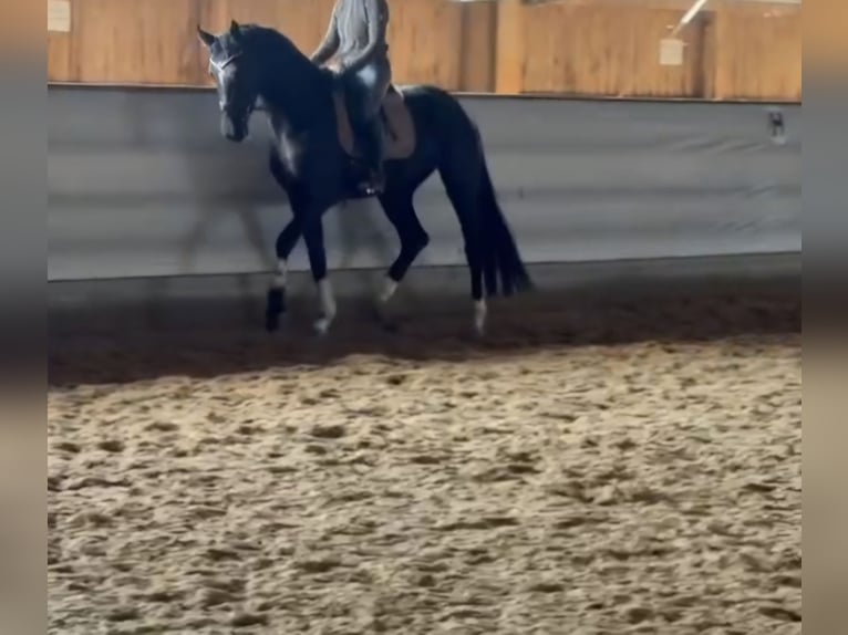 Hannover Giumenta 5 Anni 170 cm Morello in Albstadt