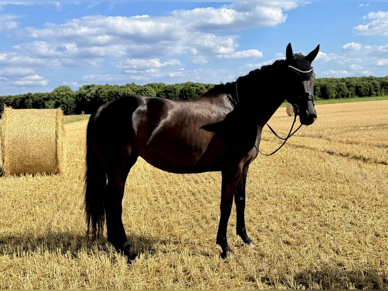 Hannover Giumenta 5 Anni 170 cm Morello in Dormagen