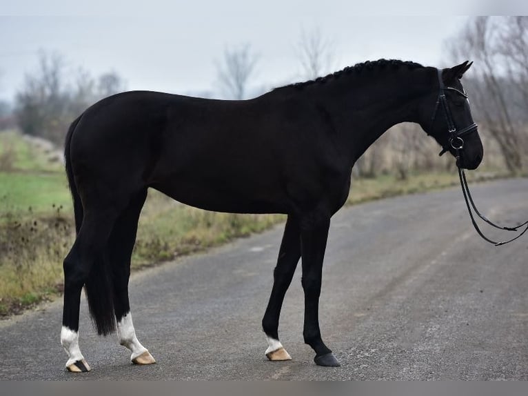 Hannover Giumenta 5 Anni 170 cm Morello in Újszász