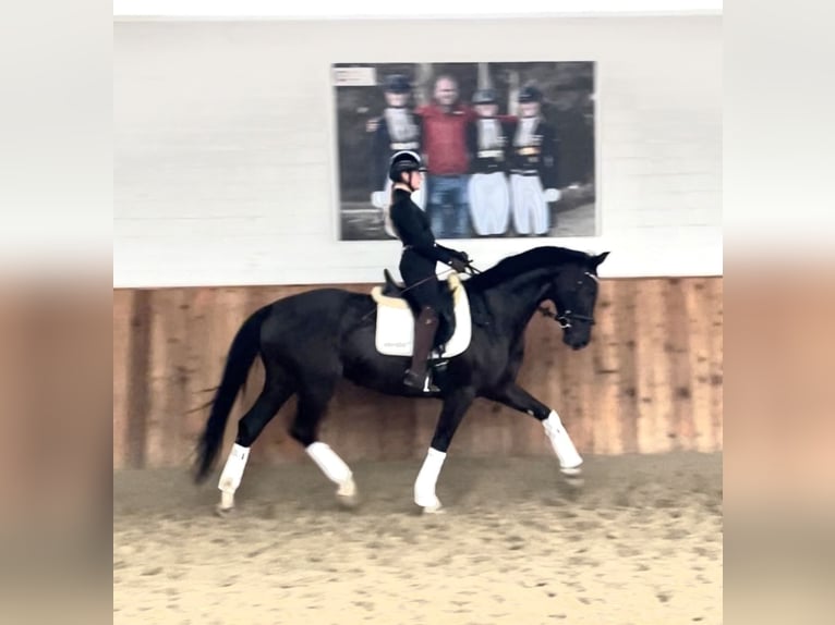 Hannover Giumenta 5 Anni 170 cm Morello in Krefeld