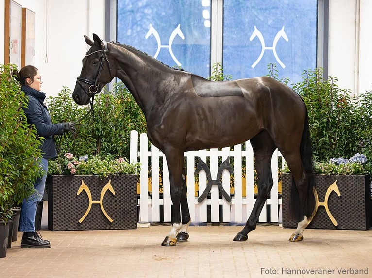 Hannover Giumenta 5 Anni 170 cm Morello in Verden