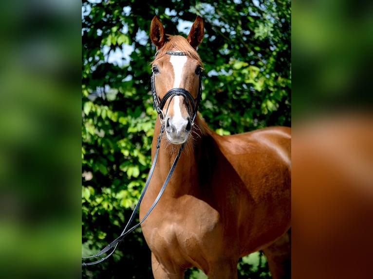 Hannover Giumenta 5 Anni 170 cm Sauro in Isernhagen