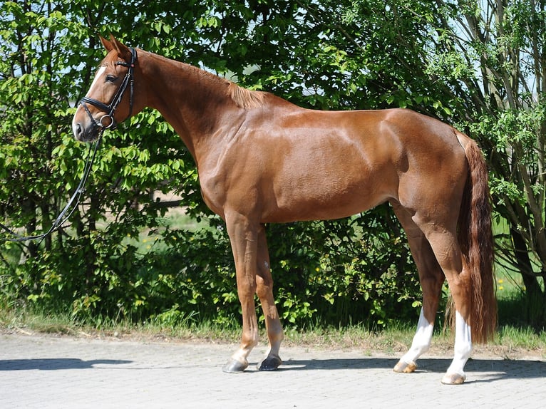 Hannover Giumenta 5 Anni 170 cm Sauro in Isernhagen
