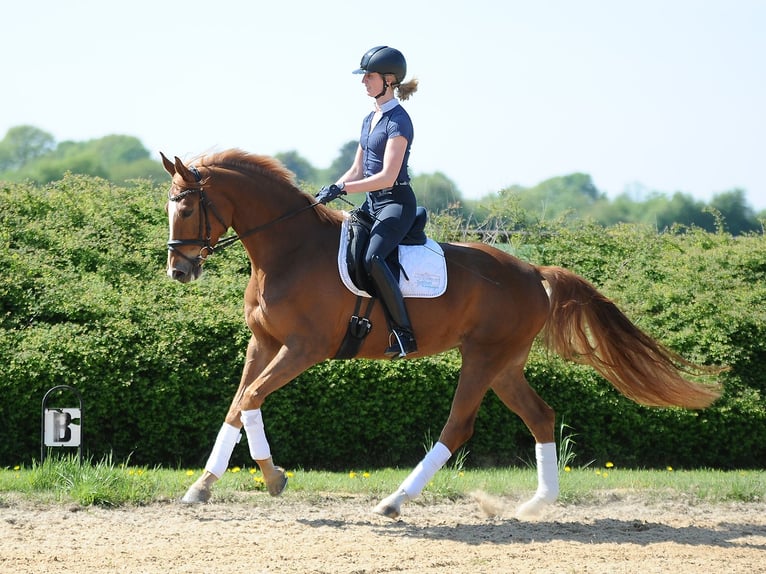 Hannover Giumenta 5 Anni 170 cm Sauro in Isernhagen