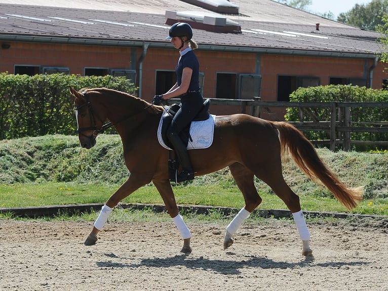 Hannover Giumenta 5 Anni 170 cm Sauro in Isernhagen