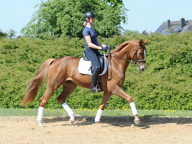 Hannover Giumenta 5 Anni 170 cm Sauro in Isernhagen