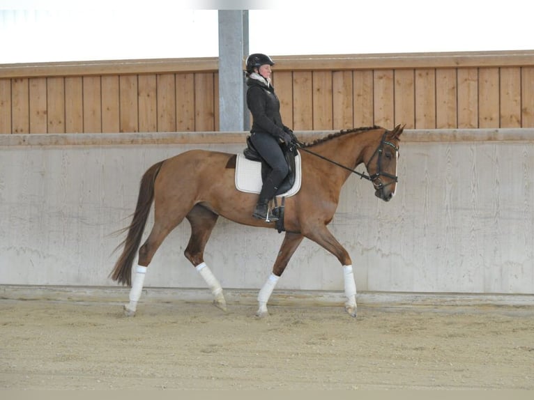 Hannover Giumenta 5 Anni 170 cm Sauro in Wellheim