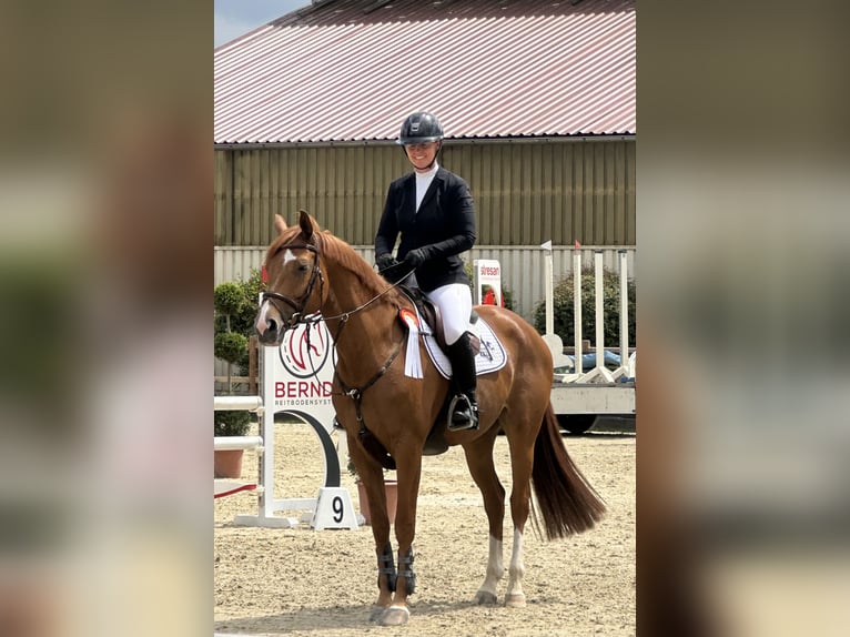 Hannover Giumenta 5 Anni 170 cm Sauro in Rhede