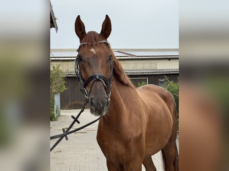 Hannover Giumenta 5 Anni 170 cm Sauro scuro in Viernheim