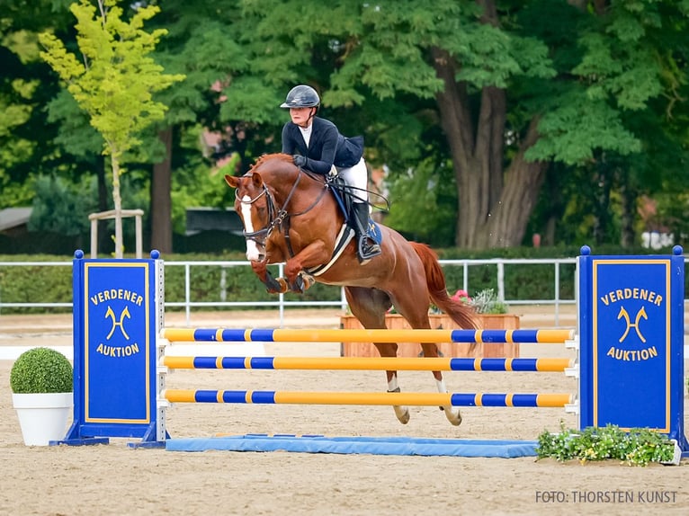 Hannover Giumenta 5 Anni 170 cm Sauro scuro in Verden