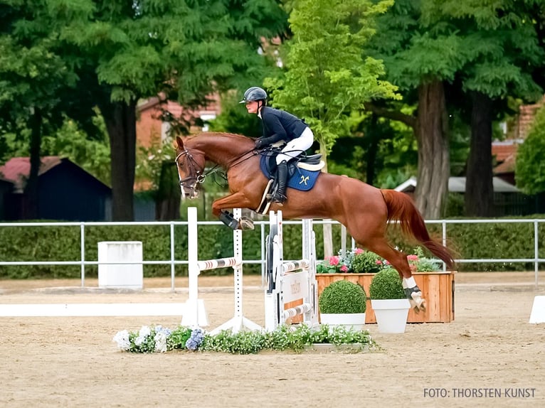 Hannover Giumenta 5 Anni 170 cm Sauro scuro in Verden