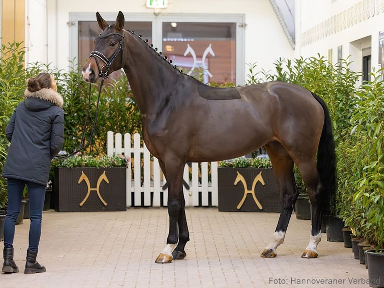 Hannover Giumenta 5 Anni 171 cm Baio in Verden