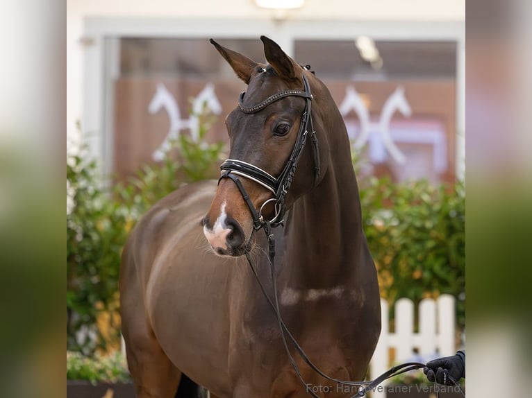 Hannover Giumenta 5 Anni 171 cm Baio in Verden