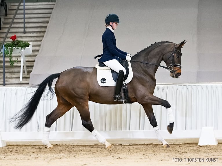 Hannover Giumenta 5 Anni 171 cm Baio in Verden