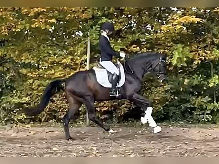 Hannover Giumenta 5 Anni 171 cm Baio scuro in Rodenberg