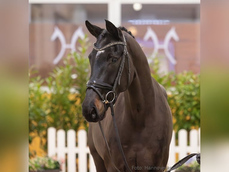 Hannover Giumenta 5 Anni 171 cm Baio scuro in Verden