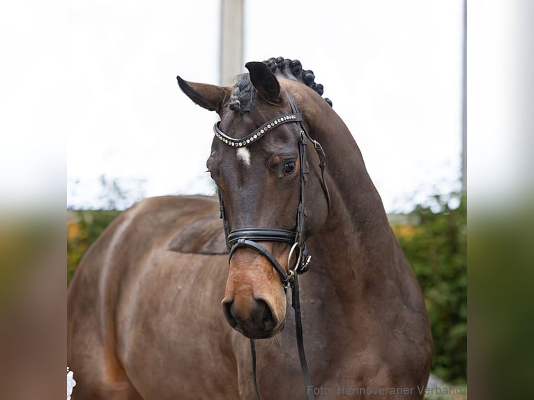 Hannover Giumenta 5 Anni 171 cm Baio scuro in Verden