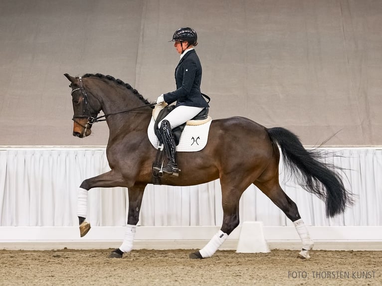 Hannover Giumenta 5 Anni 171 cm Baio scuro in Verden