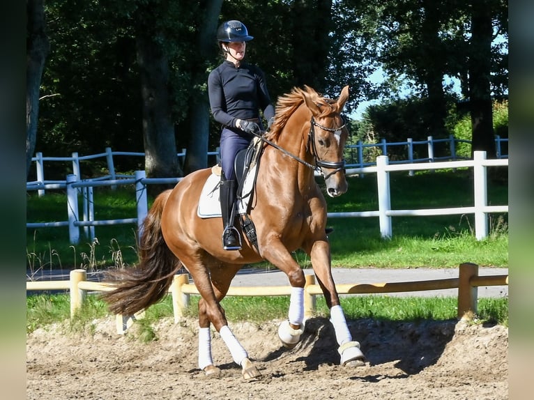 Hannover Giumenta 5 Anni 171 cm Sauro in Kaltenkirchen