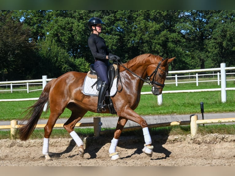 Hannover Giumenta 5 Anni 171 cm Sauro in Kaltenkirchen