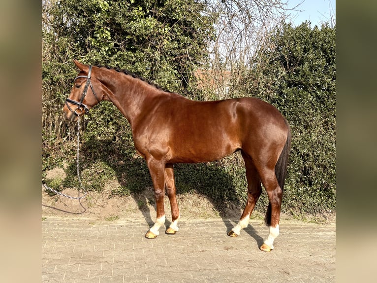 Hannover Giumenta 5 Anni 171 cm Sauro scuro in Nordhorn