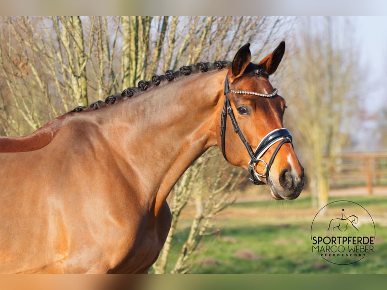 Hannover Giumenta 5 Anni 172 cm Baio in Dörverden