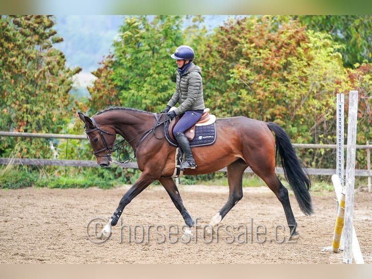 Hannover Giumenta 5 Anni 172 cm Baio in Region Prag