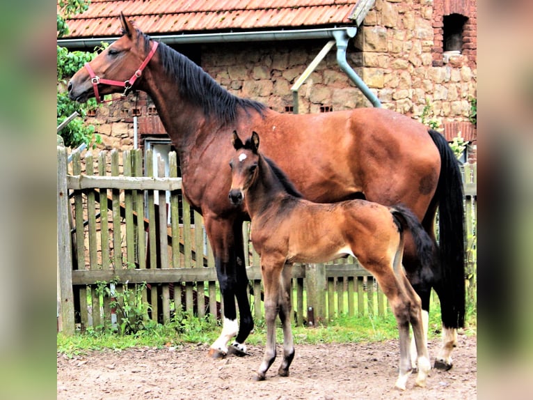 Hannover Giumenta 5 Anni 172 cm Baio scuro in Korbach