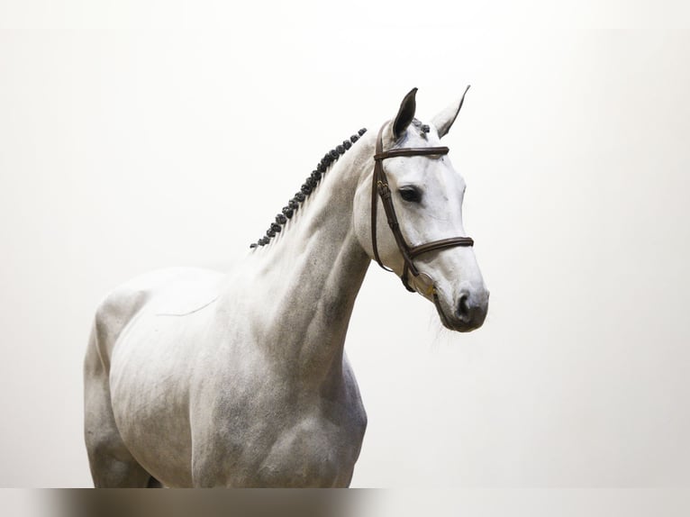 Hannover Giumenta 5 Anni 172 cm Grigio in Waddinxveen