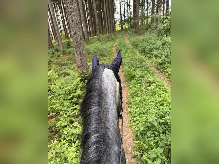 Hannover Giumenta 5 Anni 172 cm Grigio pezzato in Traunreut