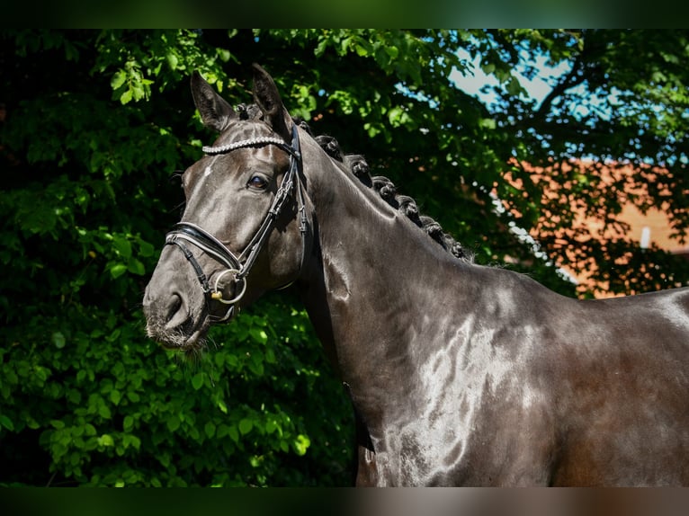 Hannover Giumenta 5 Anni 172 cm Morello in Ennigerloh