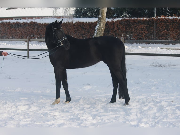 Hannover Giumenta 5 Anni 172 cm Morello in Hepstedt