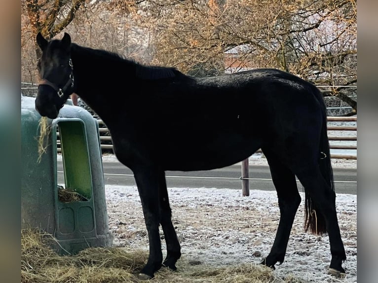 Hannover Giumenta 5 Anni 172 cm Morello in StoetzeStoetze