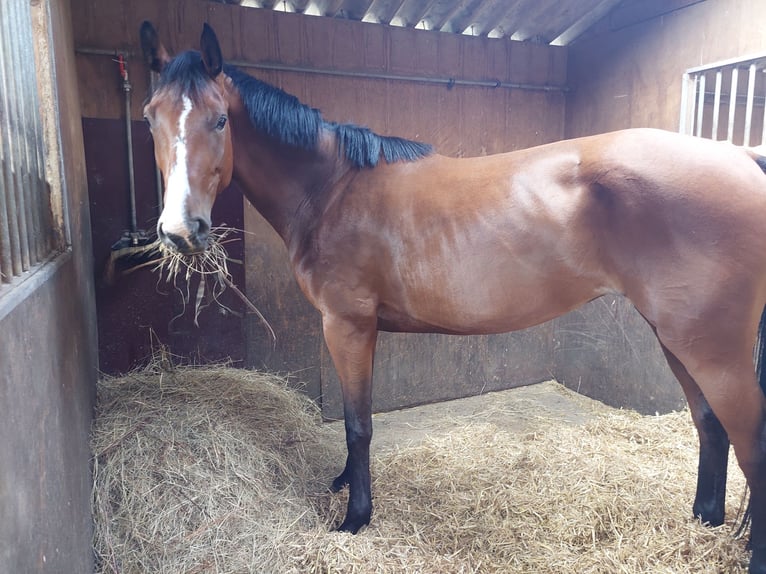 Hannover Giumenta 5 Anni 173 cm Baio in Müden (Aller)