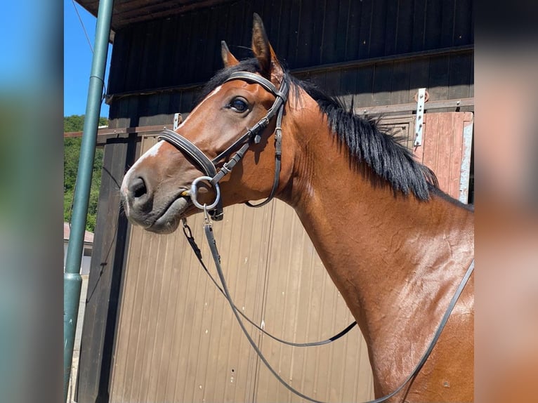 Hannover Giumenta 5 Anni 173 cm Baio in Müden (Aller)