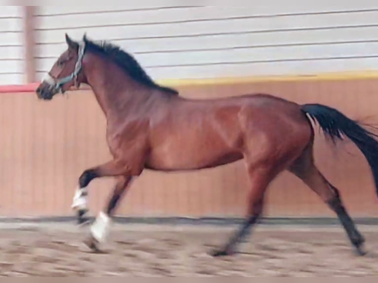 Hannover Giumenta 5 Anni 173 cm Baio in Müden (Aller)