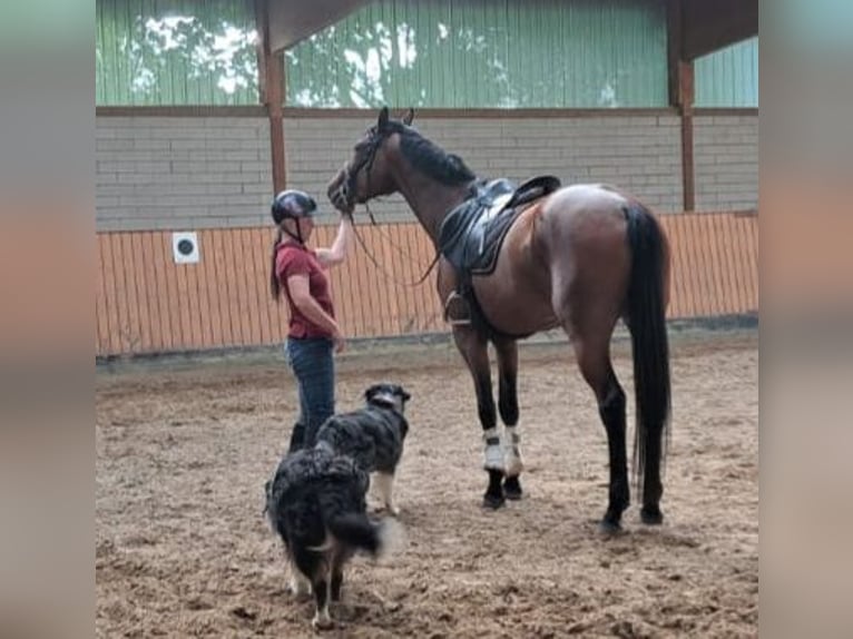 Hannover Giumenta 5 Anni 173 cm Baio in Müden (Aller)