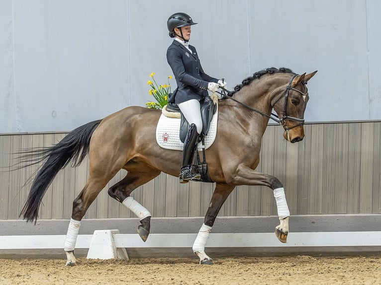 Hannover Giumenta 5 Anni 173 cm Baio in Münster-Handorf