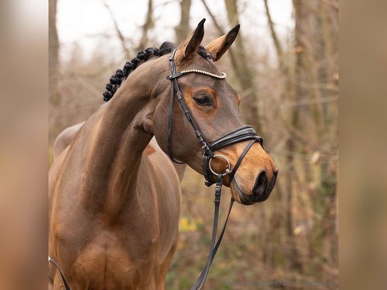 Hannover Giumenta 5 Anni 173 cm Baio in Verden