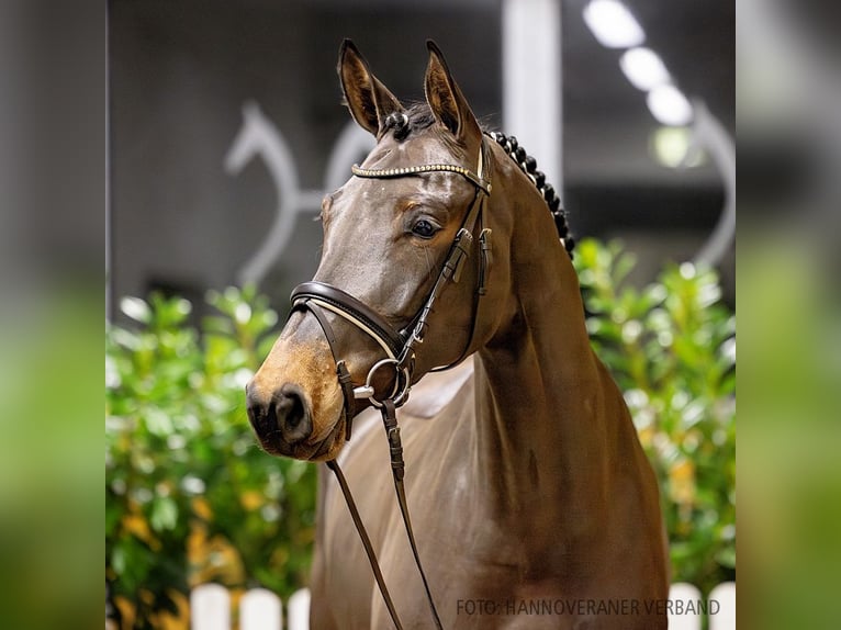 Hannover Giumenta 5 Anni 173 cm Baio in Verden