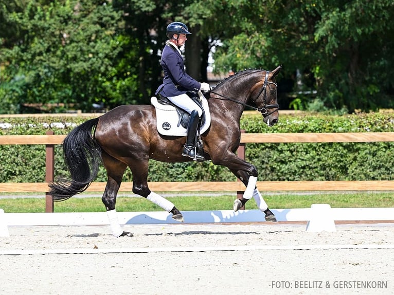 Hannover Giumenta 5 Anni 173 cm Baio in Verden