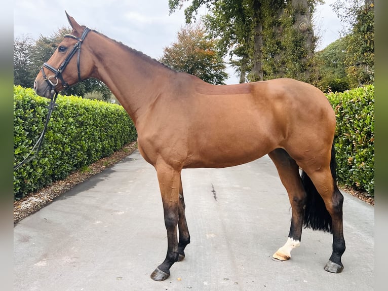 Hannover Giumenta 5 Anni 173 cm Baio in Vechta