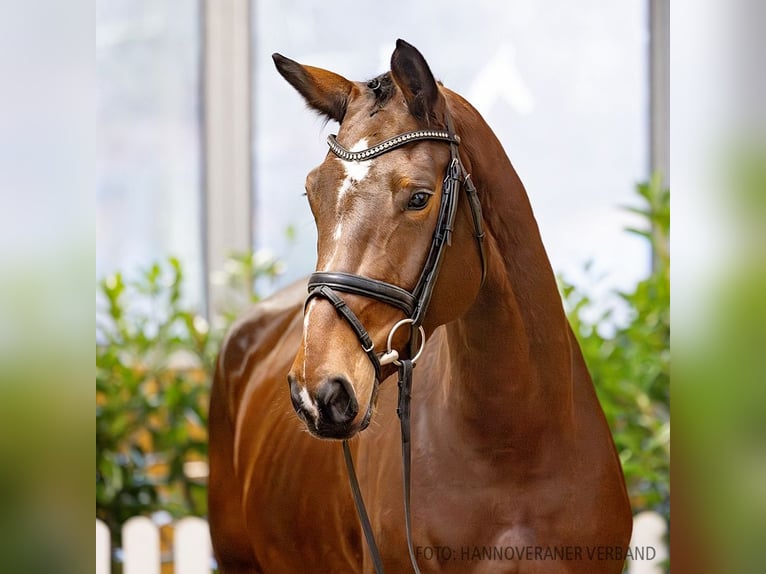 Hannover Giumenta 5 Anni 173 cm Baio in Verden