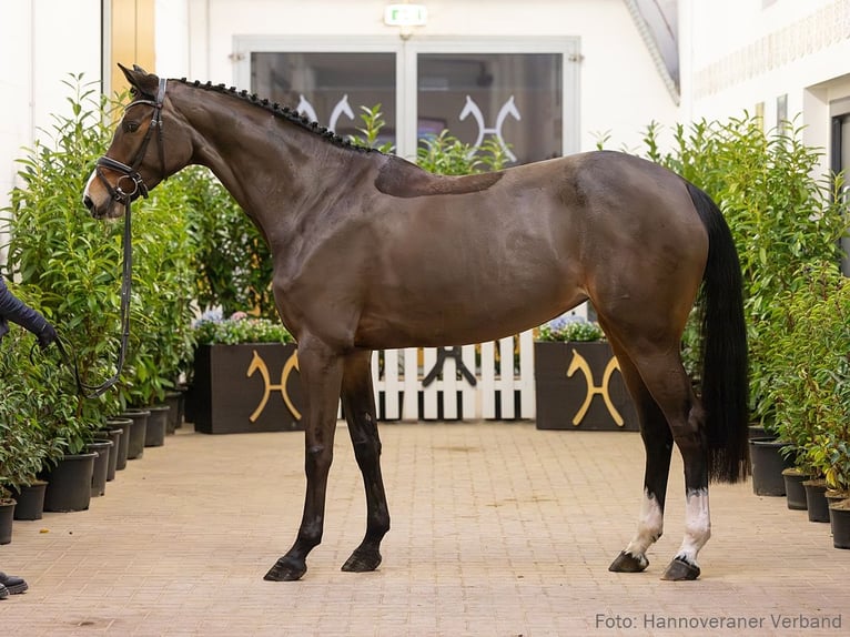 Hannover Giumenta 5 Anni 173 cm Baio in Verden