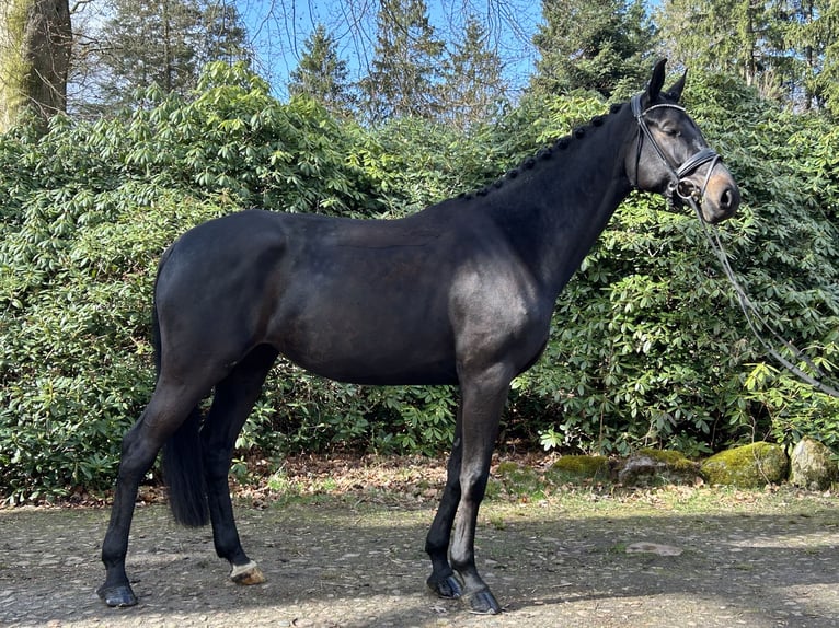 Hannover Giumenta 5 Anni 173 cm Baio nero in Verden (Aller)