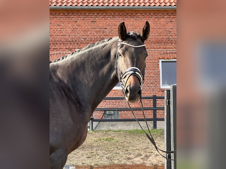 Hannover Giumenta 5 Anni 173 cm Baio scuro in Bleckede