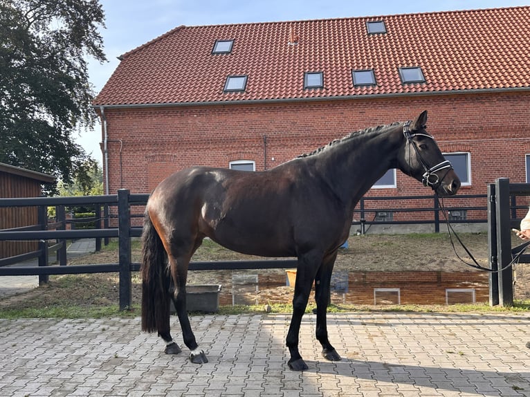 Hannover Giumenta 5 Anni 173 cm Baio scuro in Bleckede
