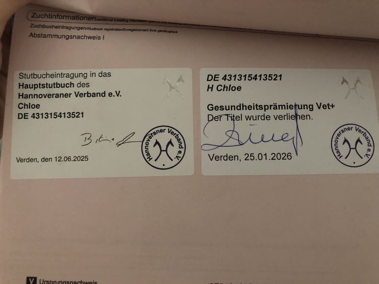 Hannover Giumenta 5 Anni 173 cm Baio scuro in Bebra